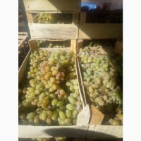 Продам виноград на вино 10 тонн есть
