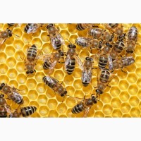Бджолосім`ї та бджолопакети