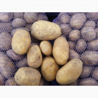 Оптовий продаж якісної картоплі, Кіровоградська область