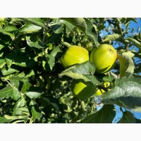 Продаємо яблука 1 та 2 гатунку, врожай 2023, м. Ужгород, ОПТ від 20 т