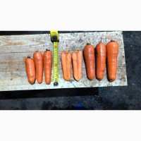 Продаж моркви 300 тон з доставкою до Києва