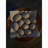 Качка яйценосна доросла 6 міс маточне стадо