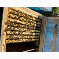Бджолосімʼї та бджолопакети