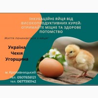 Продам інкубаційні яйця від високопродуктивних курей та індиків. НОВИЙ ЗАВОЗ