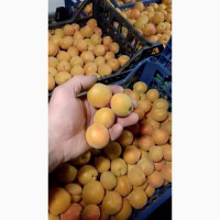 Продам абрикос зі власного саду