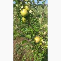 Продам яблука урожаю 2024 літні сорта