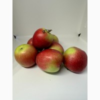 Продам яблука урожаю 2024 літні сорта