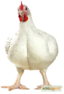 Фото 3. Бройлер, бройлер суточный, цыплята, курка бройлер