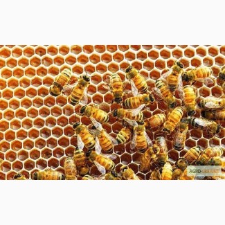 Продам бджолопакети