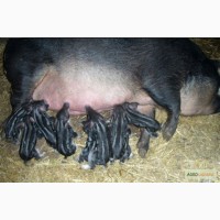 Продам свині породи мангал