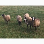 Продам вівці Романівської породи ТЕРМІНОВО