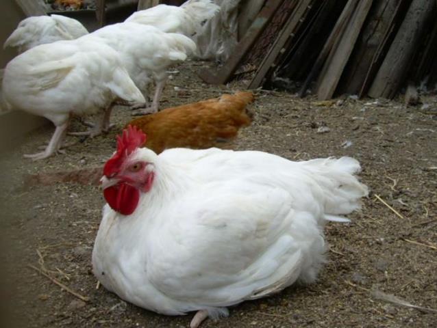Фото 4. Домашние цыплята бройлера и мясо-яичных пород