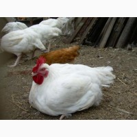 Домашние цыплята бройлера и мясо-яичных пород