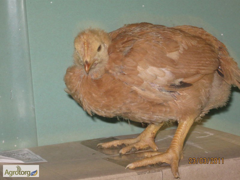 Фото 5. Домашние цыплята бройлера и мясо-яичных пород