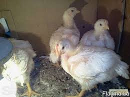 Фото 6. Домашние цыплята бройлера и мясо-яичных пород