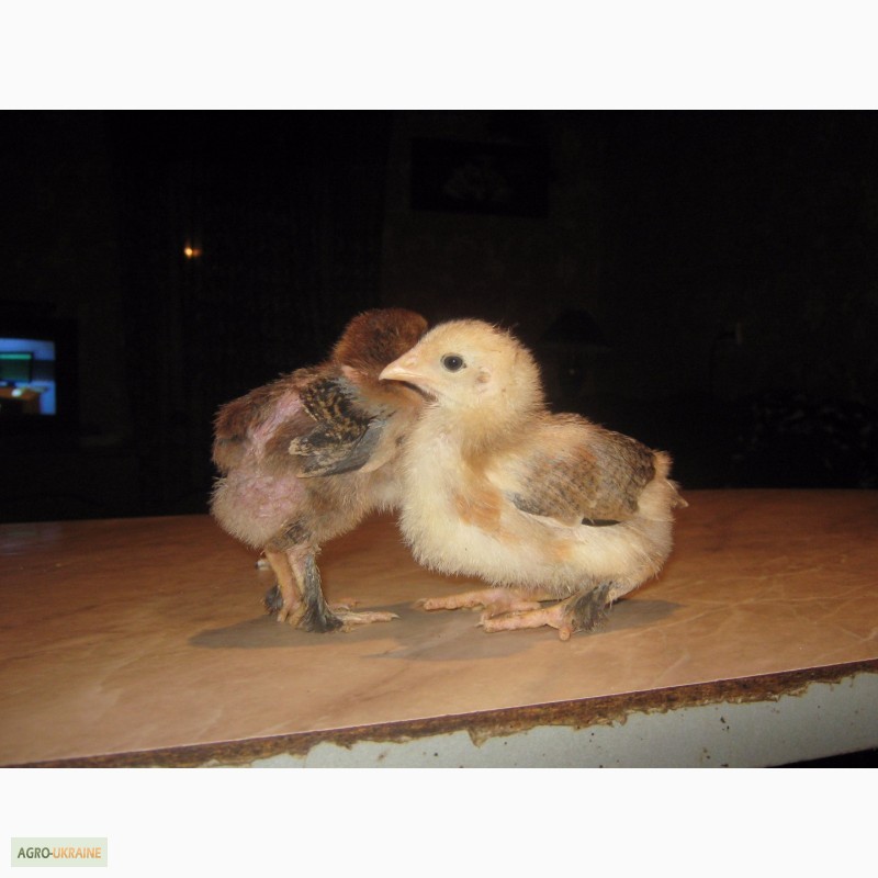 Фото 2. Домашние цыплята бройлера и мясо-яичных пород