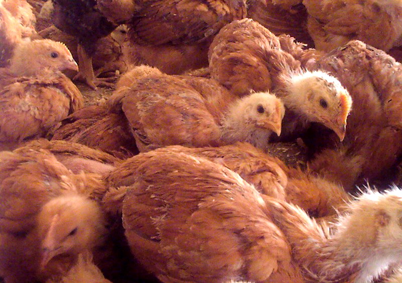 Фото 3. Домашние цыплята бройлера и мясо-яичных пород