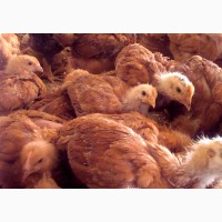 Домашние цыплята бройлера и мясо-яичных пород