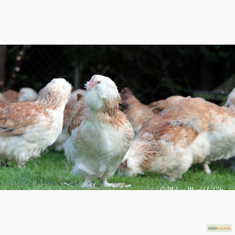 Фото 3. Привезу под заказ инкубационные яйца курей породы Фавероль из Европи