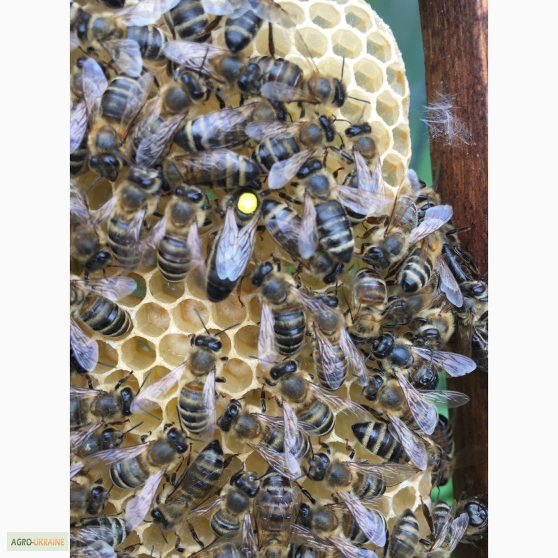 Фото 2. Бджоломатка КАРПАТКА Плідні матки 2023 року (Пчеломатка, Бджолині матки)