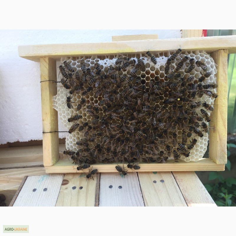 Фото 3. Бджоломатка КАРПАТКА Плідні матки 2023 року (Пчеломатка, Бджолині матки)