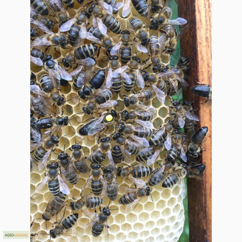 Фото 4. Бджоломатка КАРПАТКА Плідні матки 2023 року (Пчеломатка, Бджолині матки)