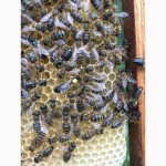Бджоломатка КАРПАТКА Плідні матки 2023 року (Пчеломатка, Бджолині матки)