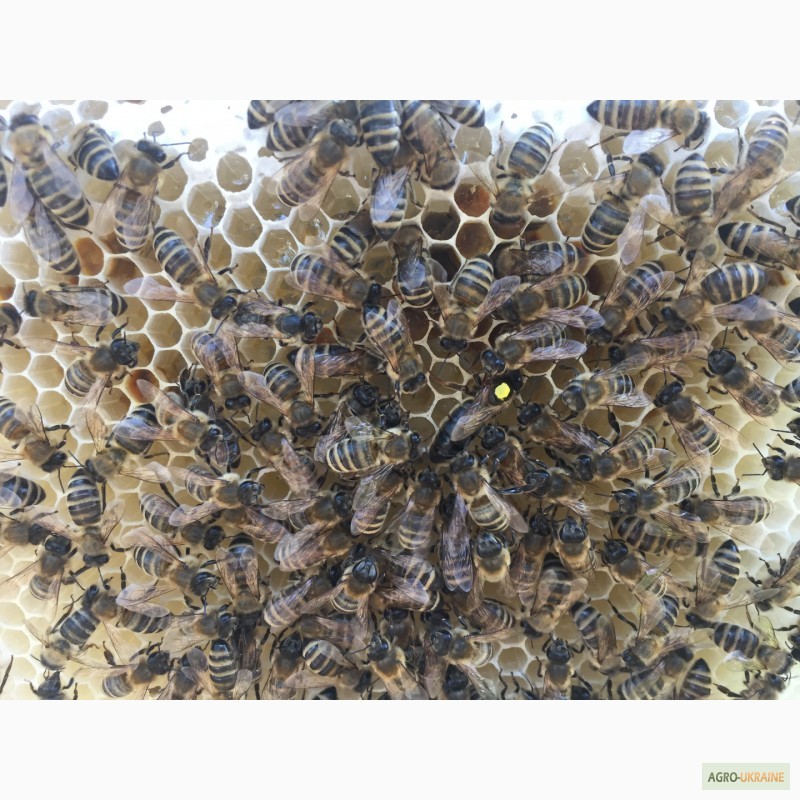 Фото 5. Бджоломатка КАРПАТКА Плідні матки 2023 року (Пчеломатка, Бджолині матки)