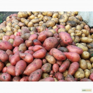Куплю картофель от 10 тонн в Черниговской и Сумской области
