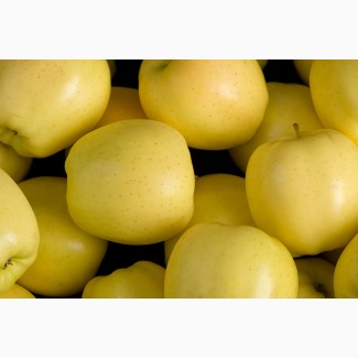 Продам яблука із саду відмінної якості різних сортів