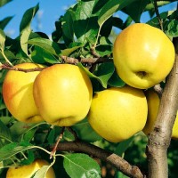 Продам яблука із саду відмінної якості різних сортів