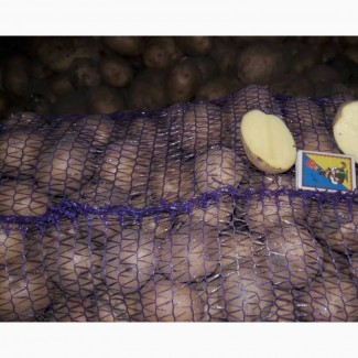Продажа семенного картофеля для фермеров