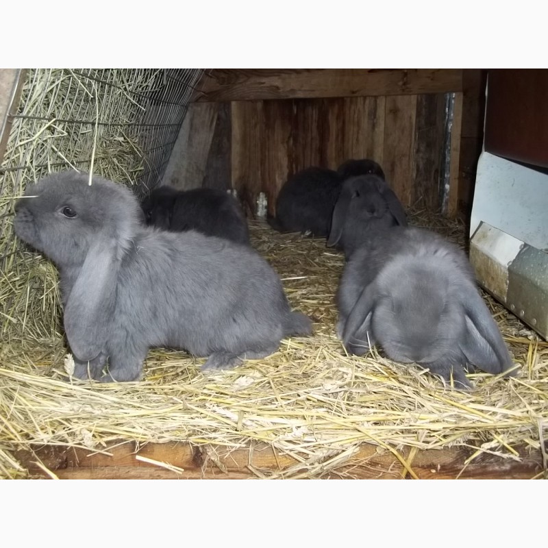 Фото 4. Самцы кроли французского барана (голубой) разного возраста