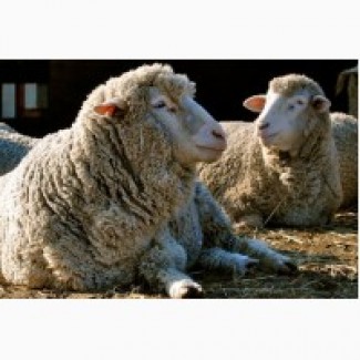 Продам вівці