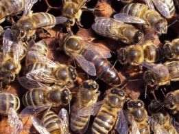 Продам бджоломатки карпатки. Пчелиние матки карпатки