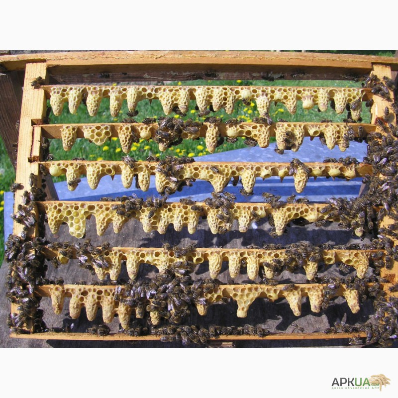 Фото 3. Продам бджоломатки карпатки. Пчелиние матки карпатки