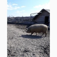 Продам свиноматки( Мангал)