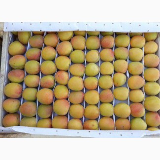 Продам абрикосы, черешня и клубнику из Узбекистана Урожай 2018