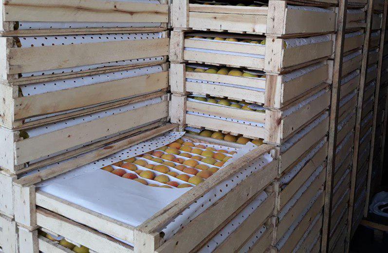 Фото 2. Продам абрикосы, черешня и клубнику из Узбекистана Урожай 2018
