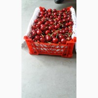 Продам абрикосы, черешня и клубнику из Узбекистана Урожай 2018