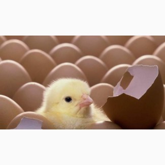 Отличные яйца для инкубации Фокси Чик
