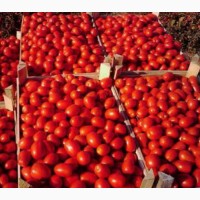 Продажа помидор на опт