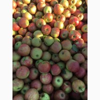 Продам яблука з власного саду: сорт- Спартан, Глостер, Симиренко, Голден, Флорина та інші