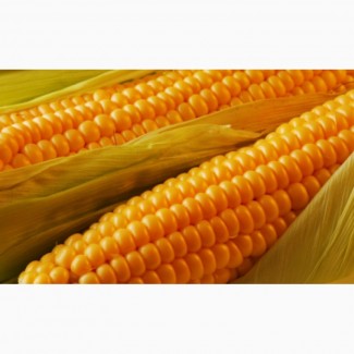 Купим кукурузу в Сумах и области