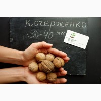 Саженцы грецкий орех сорт «Кочерженко» (саджанці волоський горіх)