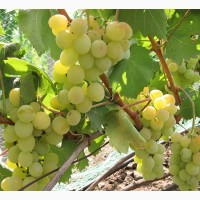 Саженцы виногрда с хорошо развитой корневой системой