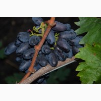Саженцы виногрда с хорошо развитой корневой системой