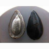 Семена подсолнечника Кларисса КЛ (Klarika CL)