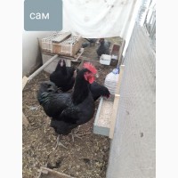 Куры джерсийського гиганта инкубационное яйцо, цыплята под заказ