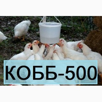 КОББ 500. Бройлер Кросс Кобб-500 из Венгрии. Выход от 80% цена 13 грн